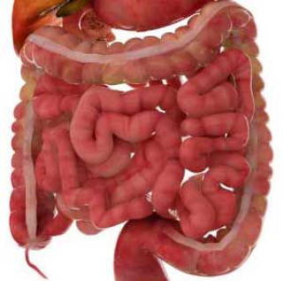 小腸（イメージ）